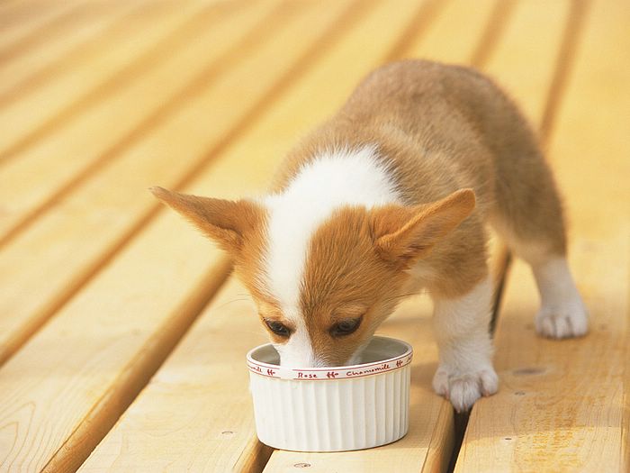 ¿Puedo dejarle la comida todo el día a mi cachorro? Lovely10