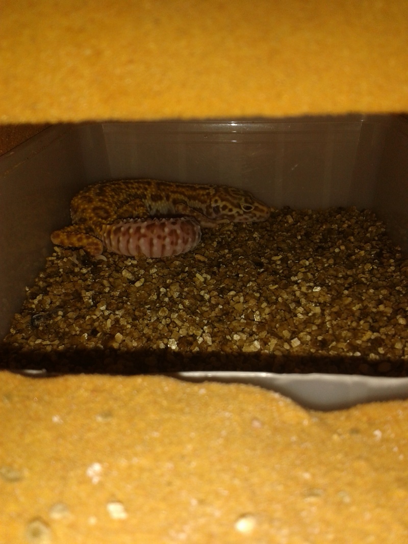 mes geckos leopard 20130513