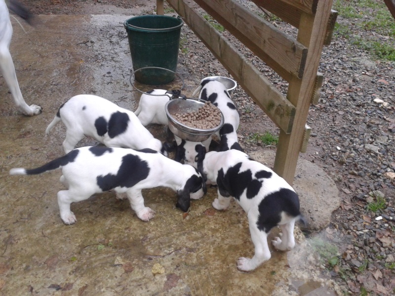 A Vendre Chiots Gascon Saintongeoisphotos Dans La Neige