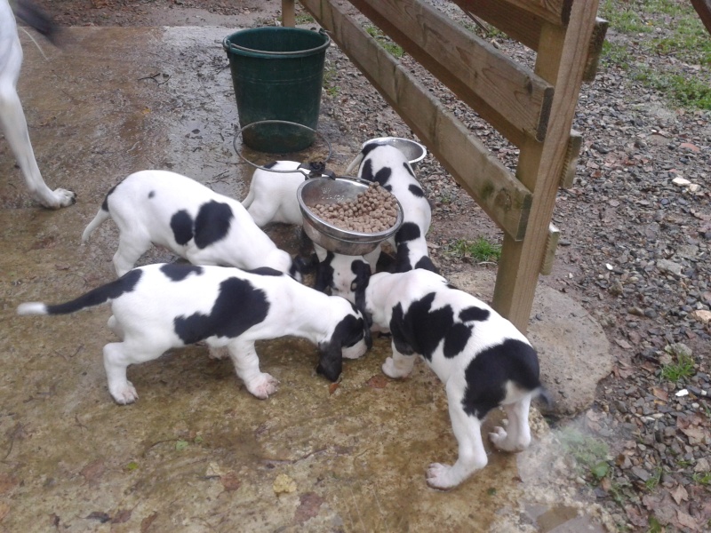 A vendre chiots gascon saintongeois(photos dans la neige) Photo-32