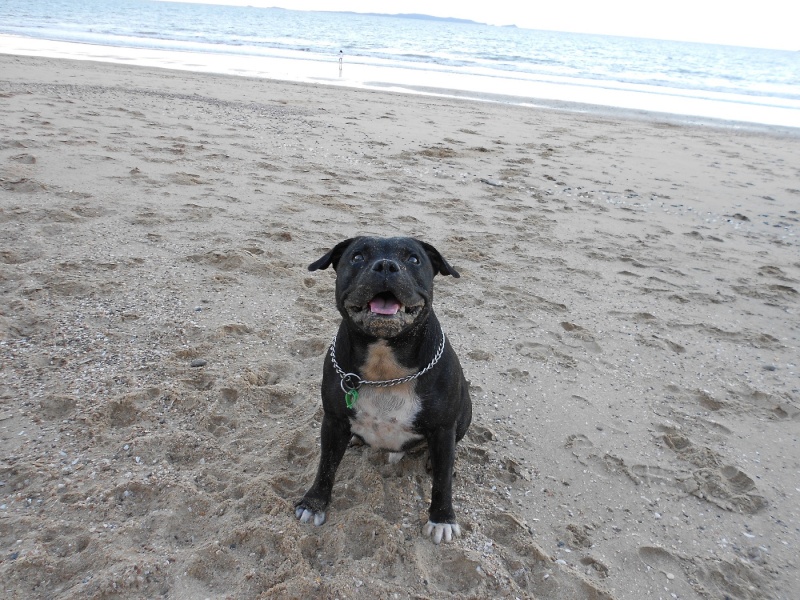 Just throw the ball so I can eat more sand!!!! Just_t10