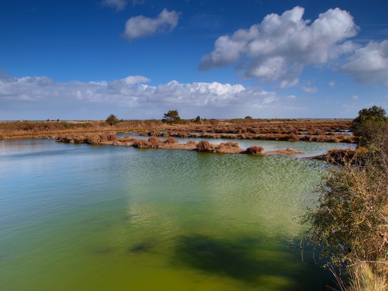 Marais près de Mornac Charente Maritime Marais10