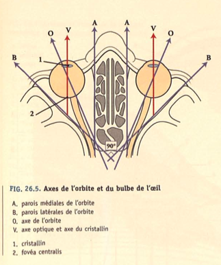 axe visuel - axe visuel et axe du globe oculaire  Captur13