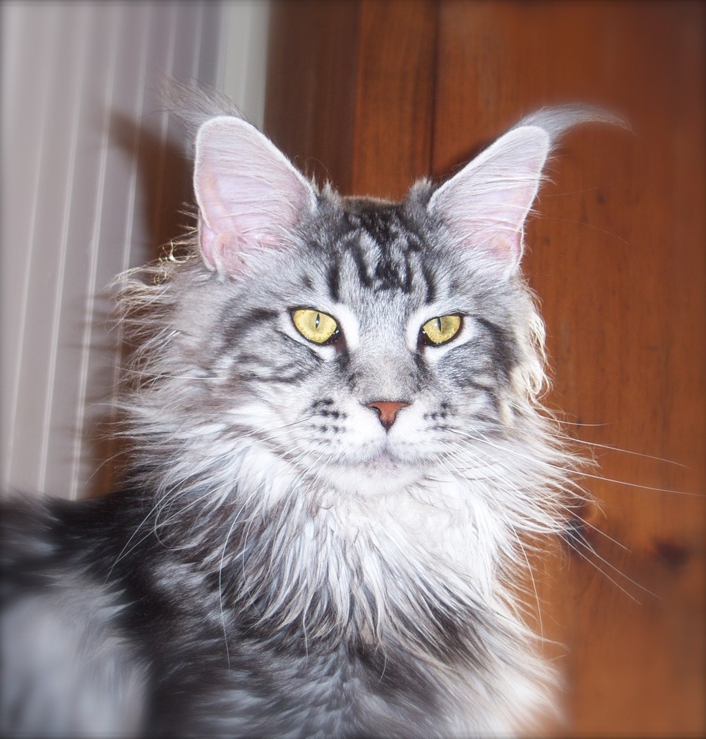 Maine Coon Québec