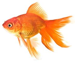 Les variétés de poissons rouges Fishbr10