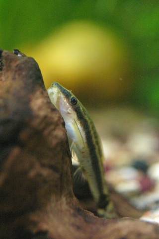 Cohabitation possible: Les otocinclus Imgp0021