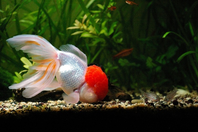 Cohabitation risquée à impossible: les Corydoras Imgp0023