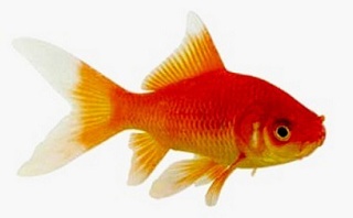 Les variétés de poissons rouges Poipoi11