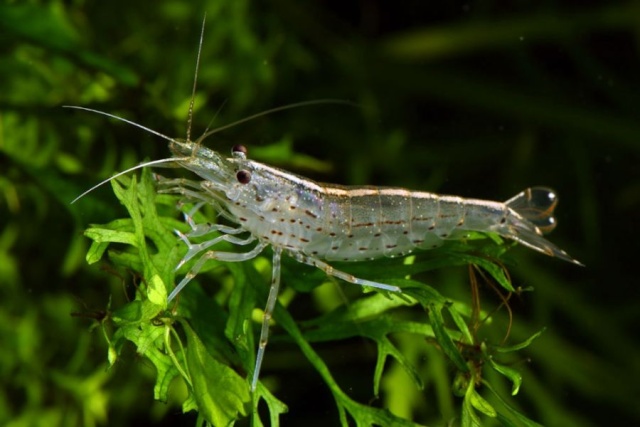 Les caridina multidentata (anciennement japonica) Shrimp12