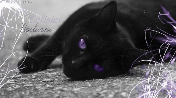 Cerisier Nocturne ~~ Tonnerre Black_10