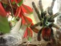 Avicularia versicolor Dsc04815