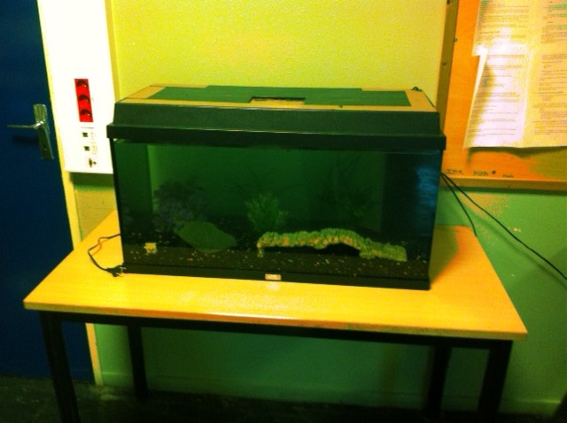 Aquarium de 100 litres pour la salle de permanence Photo_16