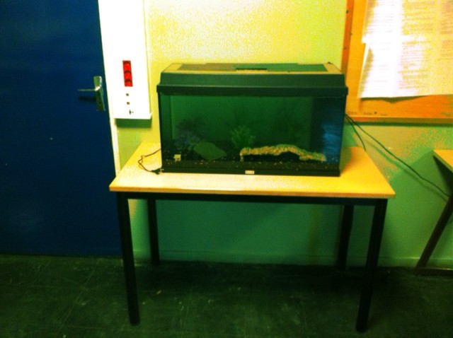 Aquarium de 100 litres pour la salle de permanence Photo_17