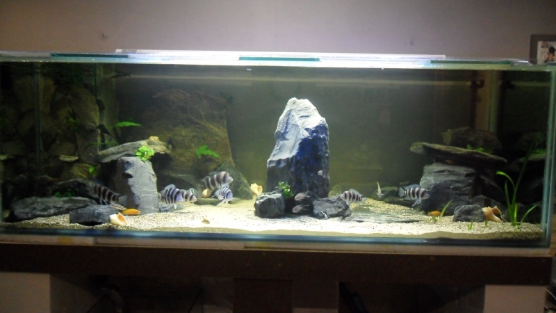 Mon aquarium 800 litres Sam_4713