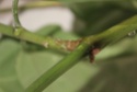 Hoya lasiantha Schadb13