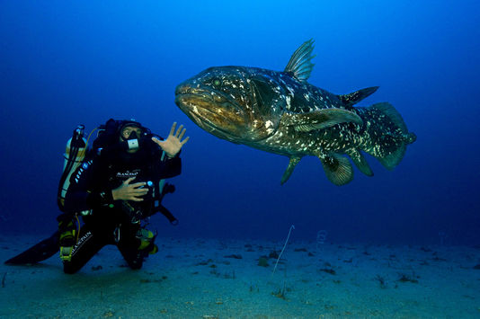 Le coelacanthe (documentaire) 31624810