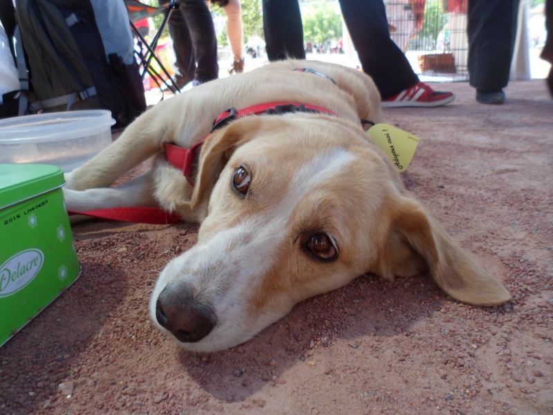 Journée Internationale de mobilisation contre le massacre des chiens roumains - 17 mai 2014 - Page 4 Sam_0515