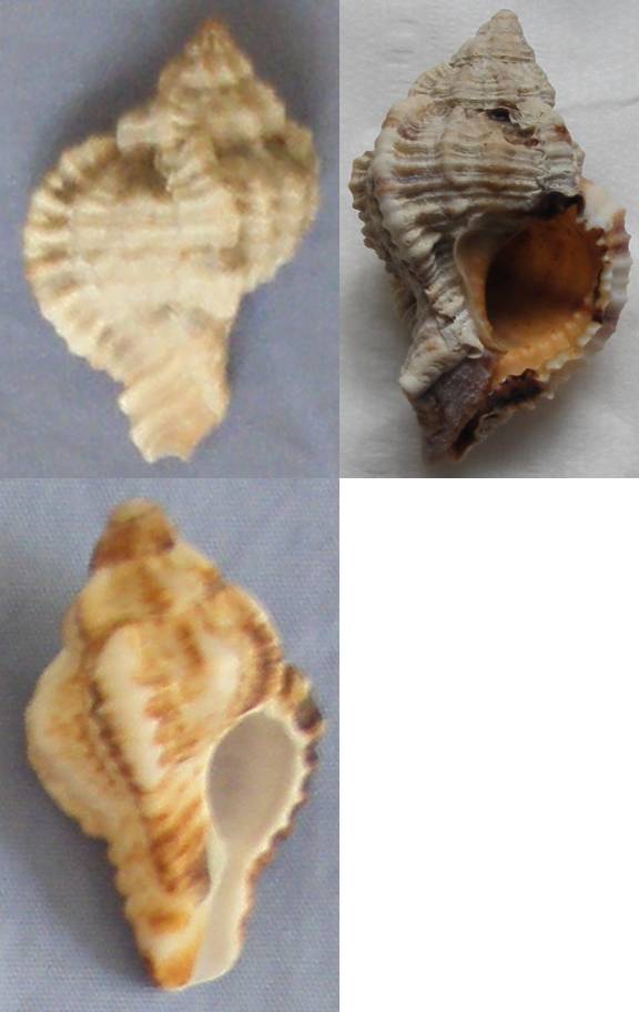Phyllonotus pomum (Gmelin, 1791) Chicor10