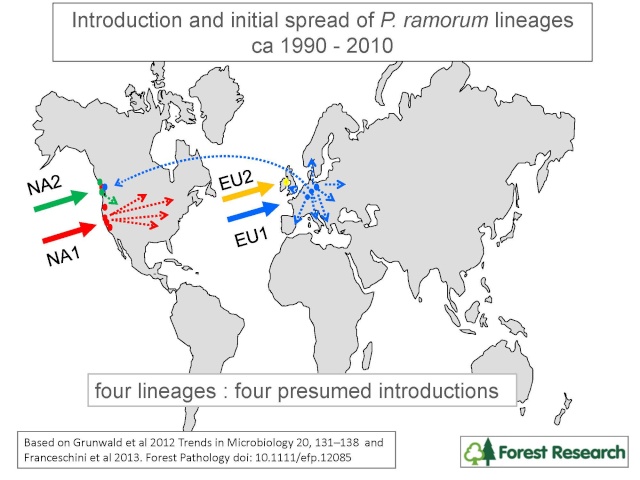 Speculations on the origins of Phythophthora ramorum Brasie10