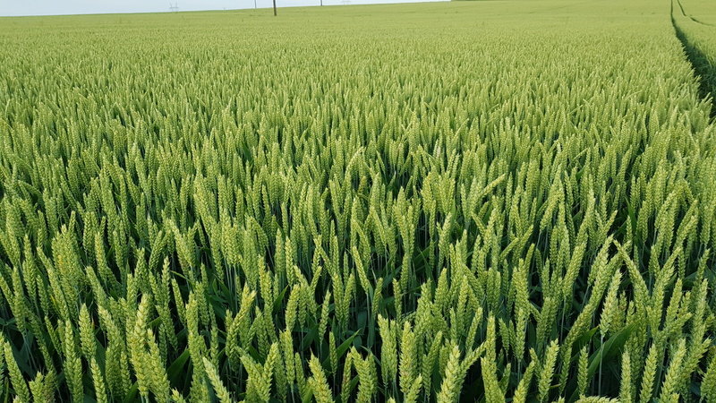 Blé - chevignon : variété de l'année 2018 ? 20180613