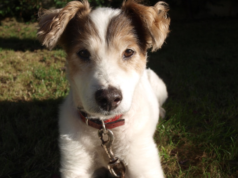Capi un adorable chien adopt en septembre 2007. P8125011