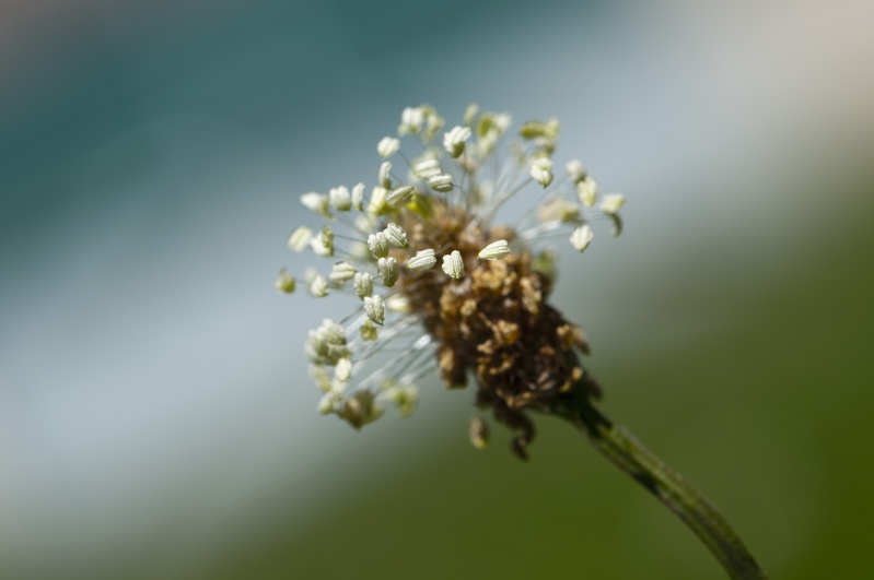 Pistils Dsc01610