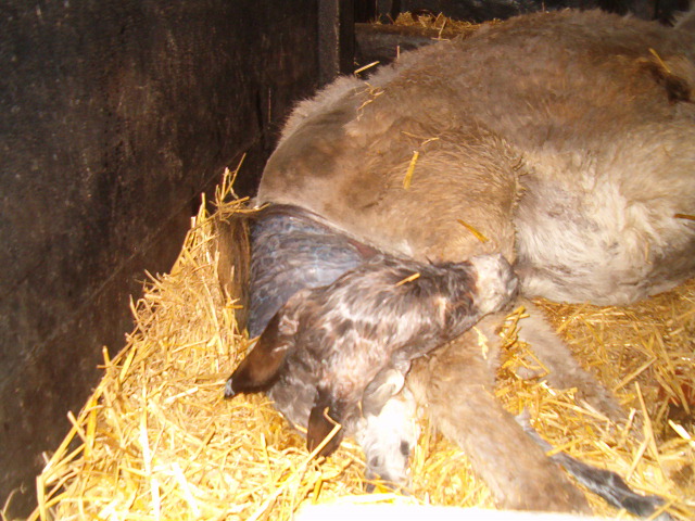 naissance à la ferme Hpim1115