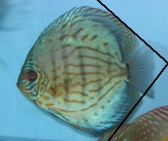 Discus, Variétés , Sexe Fdiscu10