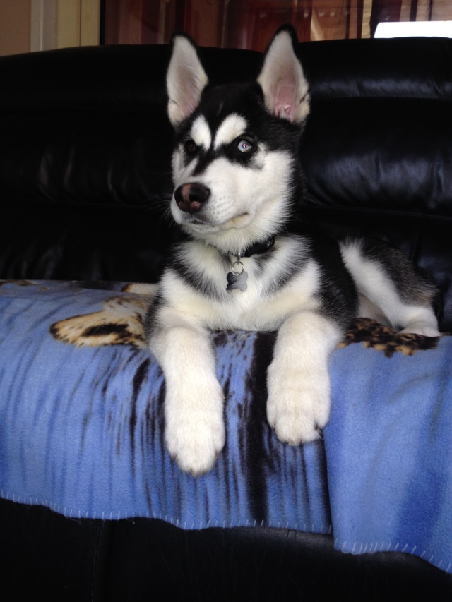 Tyson Huskmute, Gravesend, UK Dads_i33