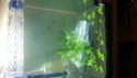 mon nano aquascaping 20131111