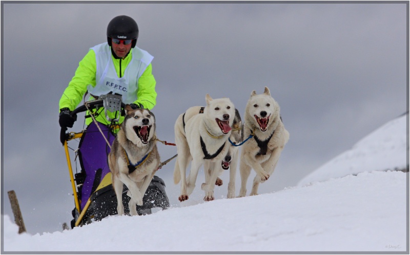 RETORDICA 2014 les chiens de traineau  1010