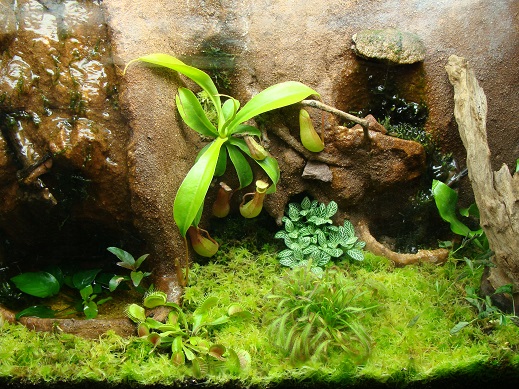 mon premier paludarium : mes premières erreurs Dsc03513