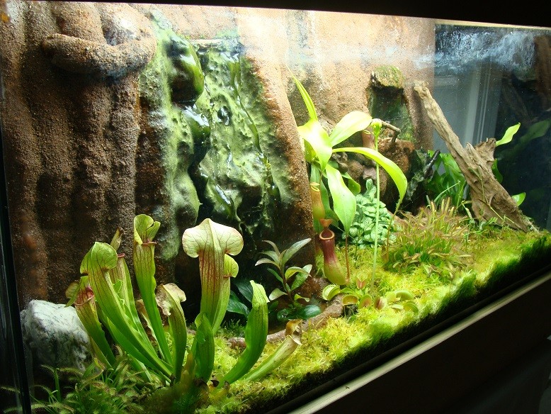 mon premier paludarium : mes premières erreurs Dsc03519