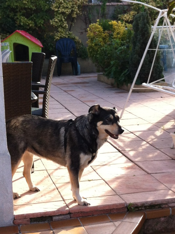 Rozica, chienne de 5 ans, très sociable, STERILISEE Img_2814