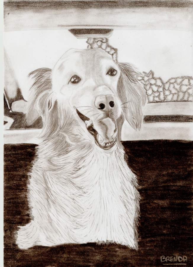 Titoune mon chien dessin final ! Titoun12