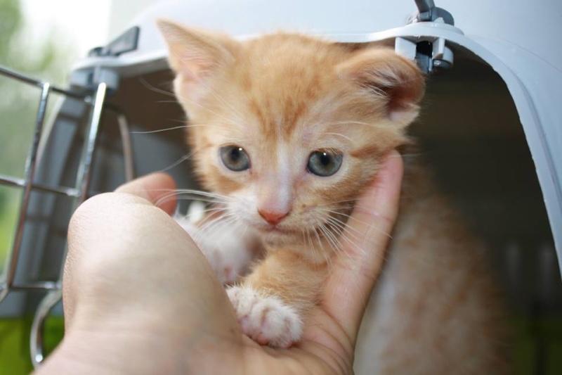 Joli-coeur chaton mâle roux  210