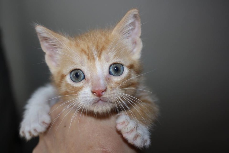 Joli-coeur chaton mâle roux  310