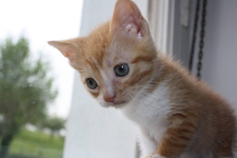 Joli-coeur chaton mâle roux  610