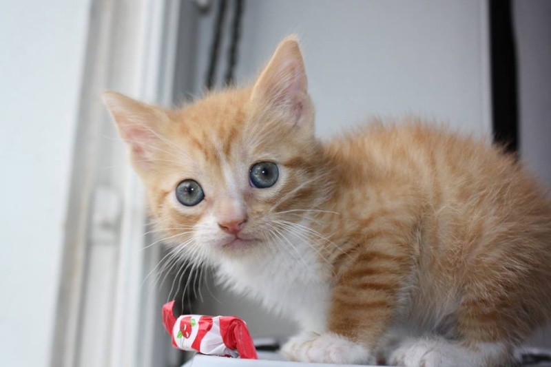 Joli-coeur chaton mâle roux  910