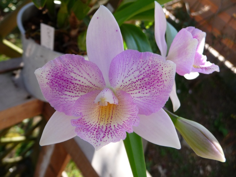 Caulocattleya (syn. Diacattleya) Chantilly Lace Cauloc10