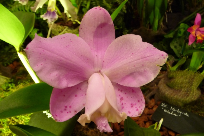 Neu-Ulmer Orchideentage 07.02.-09.02.2014   P1240617
