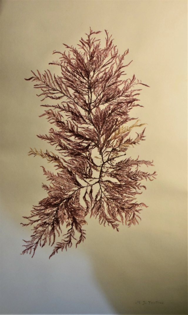 Spécimen d'algues marines par Marie-Jeanne TOUTOUS Dsc_0184