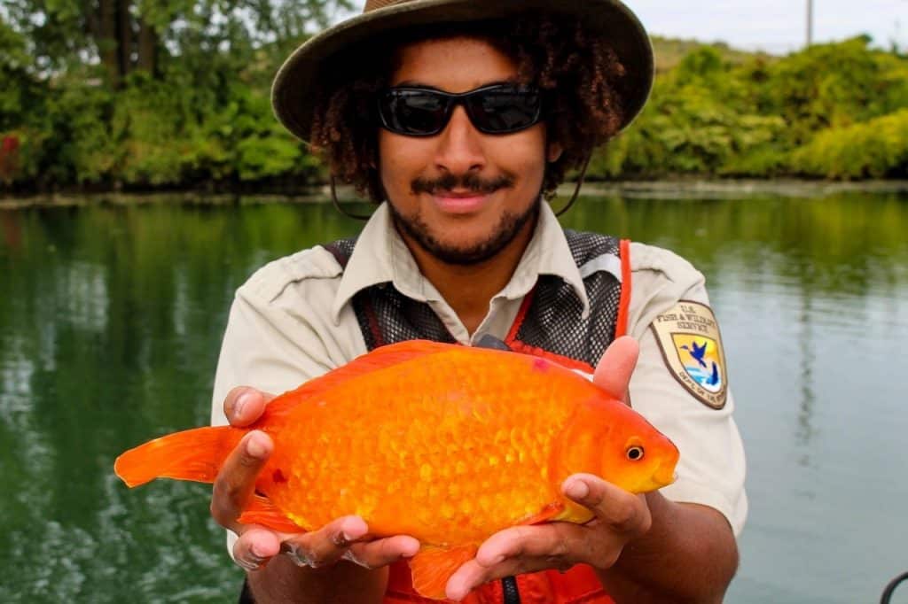 MAJ 08-02-2021- Recueil de gros poissons rouges pêchés dans les étangs et rivières Poisso10