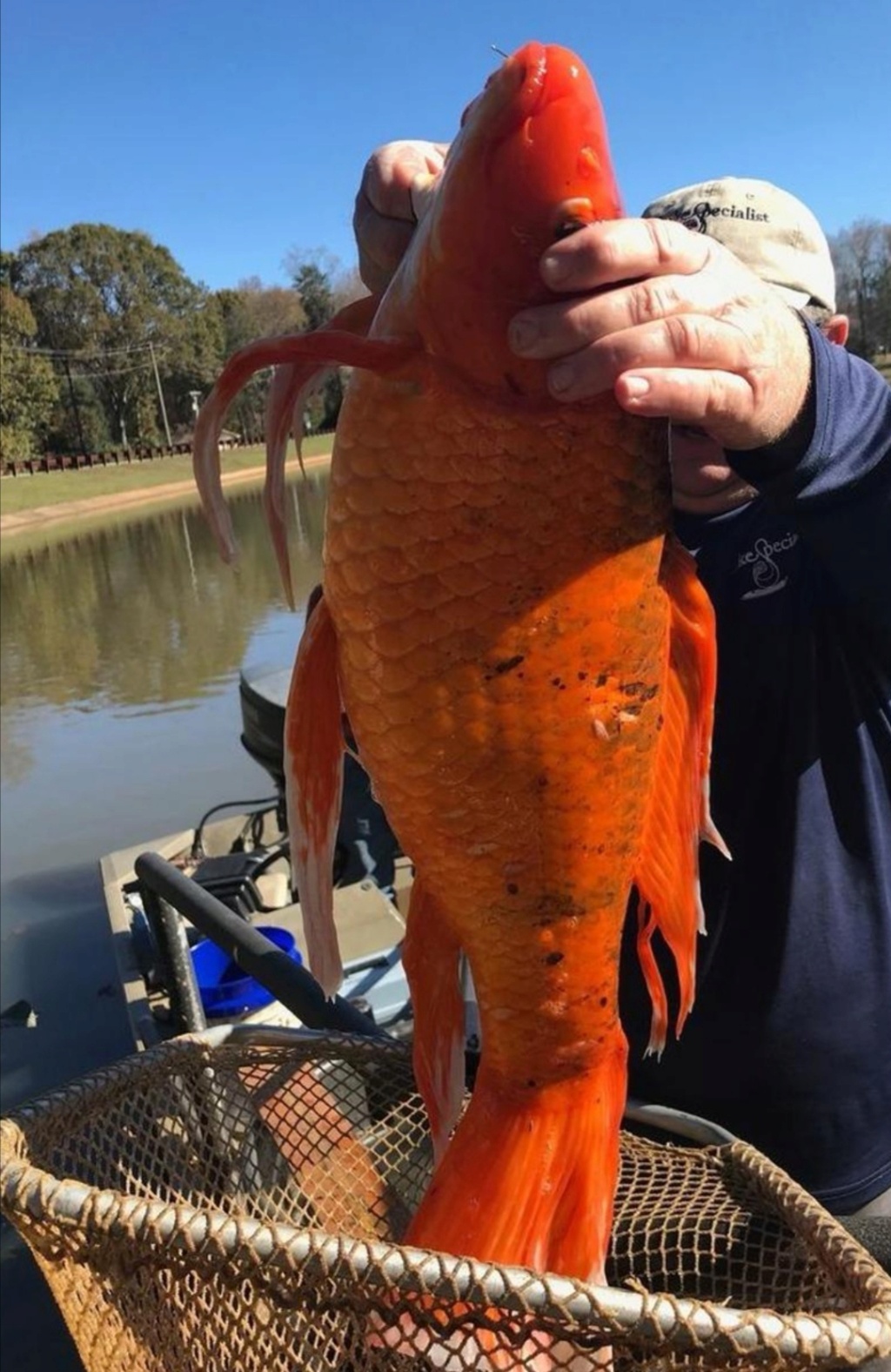 MAJ 08-02-2021- Recueil de gros poissons rouges pêchés dans les étangs et rivières Screen21