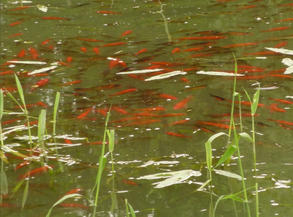 MAJ 07-02-2021- Poisson rouge, un fléau pour l'environnement et la biodiversité Screen40