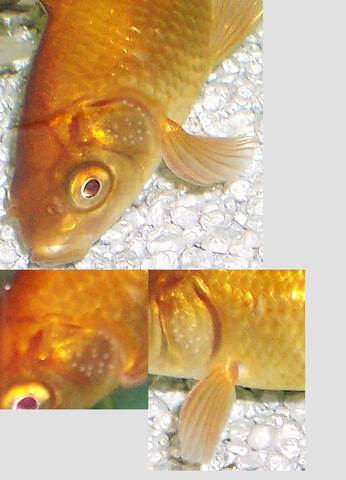 Anatomie du poisson rouge : La différenciation sexuelle
