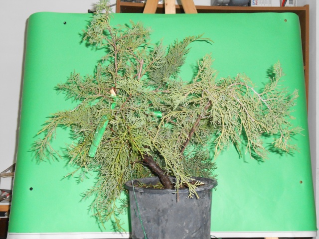 Juniperus horizzontalis Junipe11