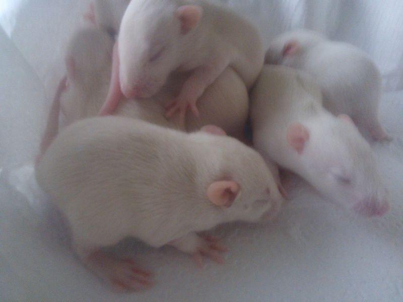 Donne 10 petit raton ^^ PHOTO Wp_00011