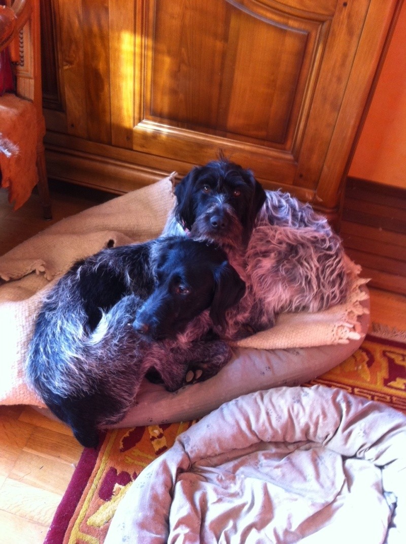 Lisou et Dali, 2 chiens griffon perdus en Moselle Lisou_11