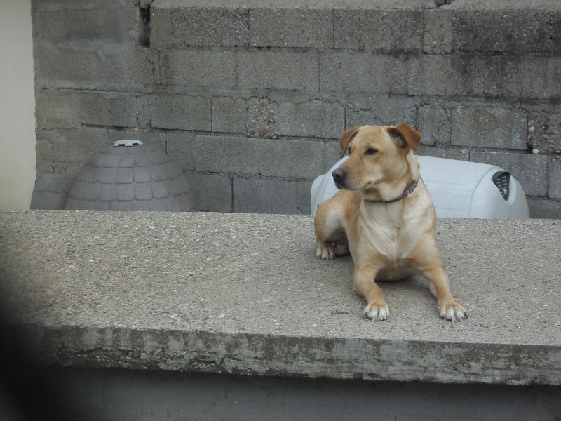 Tina, femelle X labrador, 2010, refuge du Mordant Pict0935